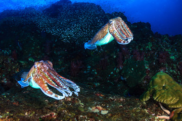 Pharaoh Cuttlefish mating and laying eggs on a tropical coral reef