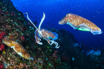 Pharaoh Cuttlefish mating and laying eggs on a tropical coral reef