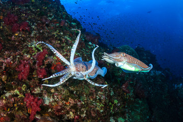Pharaoh Cuttlefish mating and laying eggs on a tropical coral reef