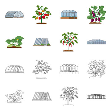 Vector design of greenhouse and plant symbol. Collection of greenhouse and garden stock vector illustration.