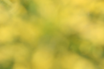 Yellow macro background for design