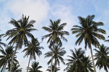 coconut trees against blue sky
