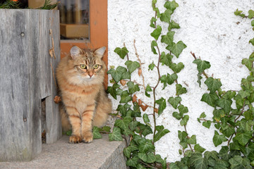 Sibirische Waldkatze