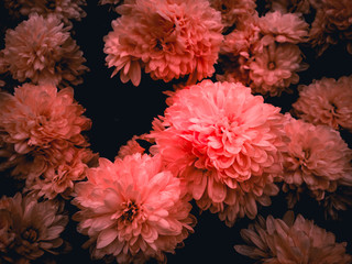 bouquet of daisy in living coral