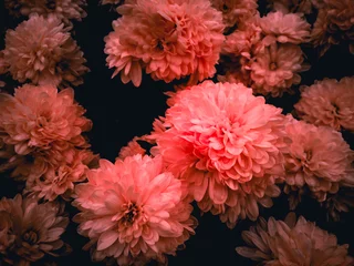 Blumenstrauß aus Gänseblümchen in lebender Koralle © Quangang