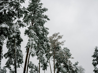 tree on a background of blue sky