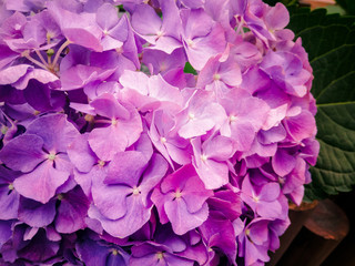 Hydrangea in the macro view