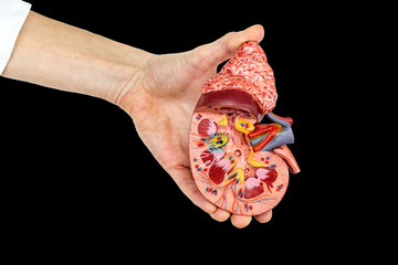 Female hand holding human kidney model