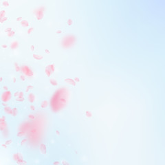 Sakura petals falling down. Romantic pink flowers 