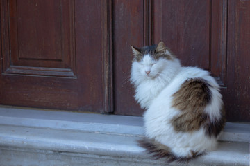a stray cat near the door