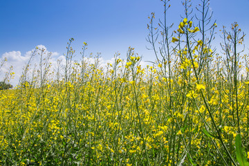 Fototapeta premium Champ de Colza