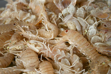 Squilla mantis, species of mantis shrimp found in shallow coastal areas of the Mediterranean Sea and the Eastern Atlantic Ocean: cicala or pacchero, fished mantis shrimp