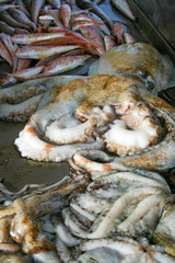 Big fresh octopus in a fish market with other various fish