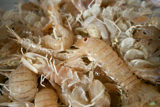 Squilla mantis, species of mantis shrimp found in shallow coastal areas of the Mediterranean Sea and the Eastern Atlantic Ocean: cicala or pacchero, fished mantis shrimp