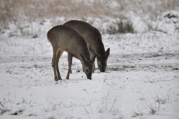 Sarnay rzerujące zimą