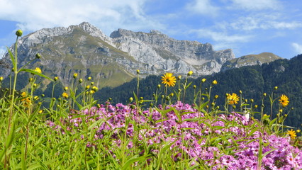 Les Alpes en été, paysage de montagne avec des fleurs sauvages au pied de la Tournette (France) © Florence Piot