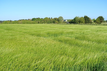 Champ de blé vert au printemps, en Bretagne (France)