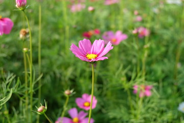 Obraz premium Beautiful flower