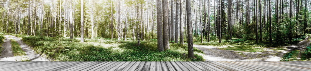 Wild forest panorama