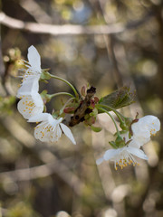 apfelblüte weiß1