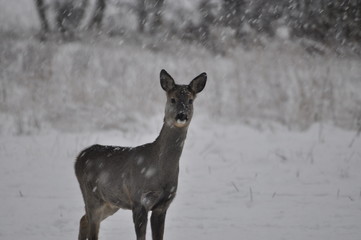 Sarna zimą © Konrad