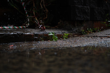 Obraz premium Summer rain