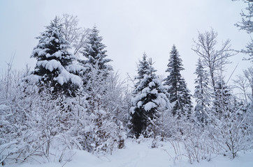 Winter forest covered with white snow on a winter holiday