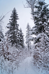 Winter forest covered with white snow on a winter holiday