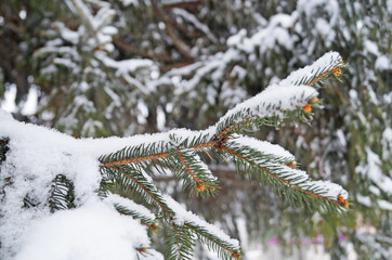 Blue spruce branch covered with snow on a winter day