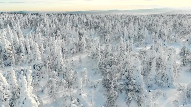 Winter Forest Frozen Trees Aerial View. Spruce Wood In WInter. Aerial/Drone View of Snow Covered Evergreen "Christmas" Tree Forest after Snow/Blizzard. Beautiful Nature Background.