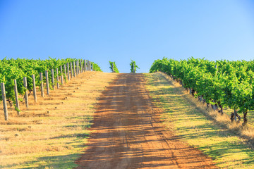 Seasonal background. Vineyard with rows of grapes in the scenic landscape of Wilyabrup in Margaret...