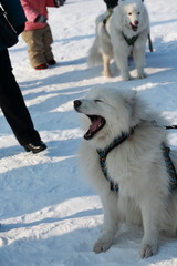 dog in the snow