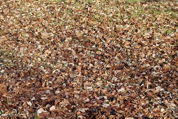 The bright autumn leaves on the ground of the grass.