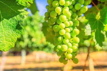 Close-up of white grapes on vine in Margaret River known as wine region in Western Australia....
