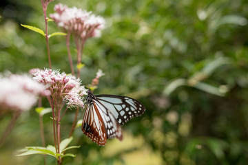 アサギマダラとフジバカマ