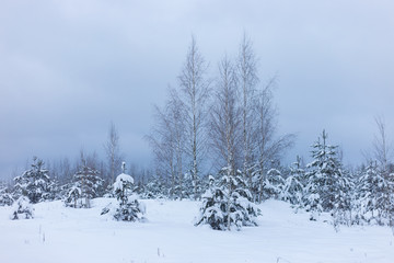 Obraz premium snow covered trees in a winter forest