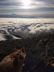 Cat looks at the mountains