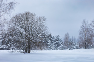 snow covered trees in a winter forest