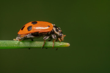 Orange with black spot ladybug walking on the edge of a plant going right with beautiful green background