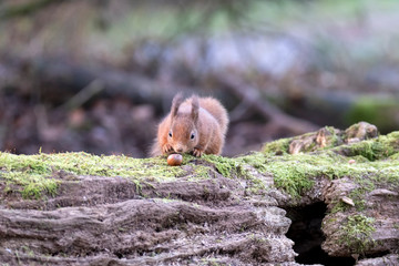 Red Squirrel (Sciurus vulgaris) on fallen moss covered log approaching hazelnut