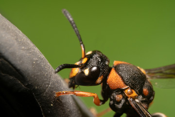 Black Potter Wasp headshot with green background