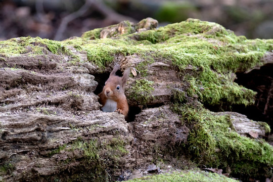Red Squirrel (Sciurus vulgaris) peaking through hole in moss covered log