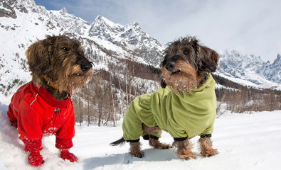 Cani bassotto sulla neve