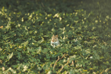 Squirrel standing in grass and leafs on the ground. Eating nuts. Left profile.