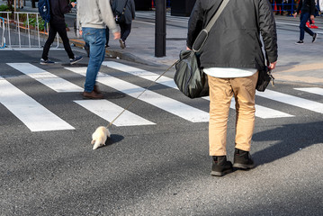 A man walking his pet ferret at a crosswalk in Tokyo, Japan