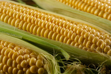 Three Fresh corn cob, rich harvest