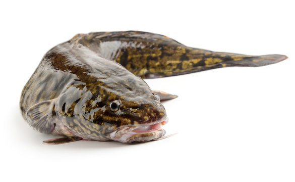 Fototapeta Fresh raw burbot close up, isolated