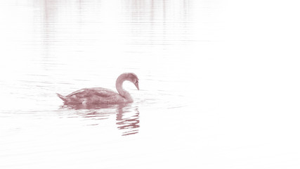 Swan, graceful bird on the water surface of the lake.