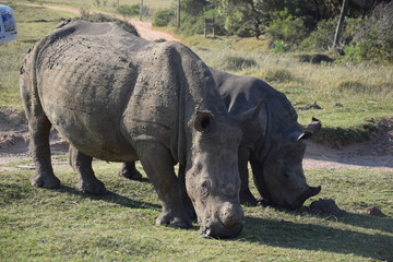 Obraz premium Rhino