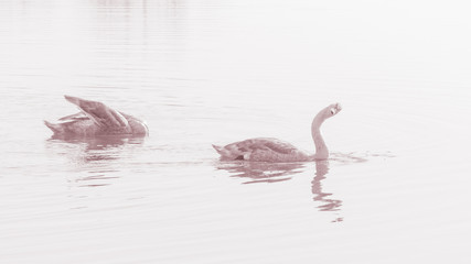 Swans, graceful birds on the water surface of the lake.